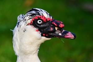 muscovy-duck-4074574_960_720