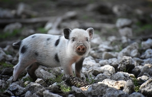 piglet-4083870_960_720