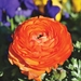 ranunculus-4077319_960_720