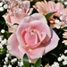 rose-4062295_960_720