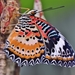 butterfly-4056277_960_720