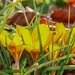 crocus-4072610_960_720