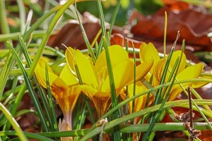 crocus-4072610_960_720