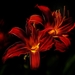 hemerocallis-hybrid-4083821_960_720