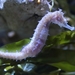 seahorse-4075564_960_720