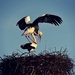 stork-4074549_960_720