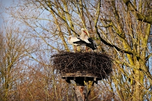 stork-4085115_960_720