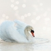 swan-4060696_960_720