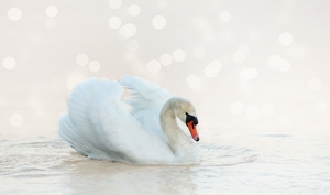 swan-4060696_960_720