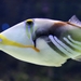 triggerfish-4075542_960_720