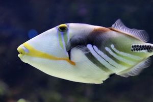 triggerfish-4075542_960_720