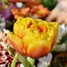 tulip-4081849_960_720