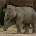 elephant-4090918_960_720