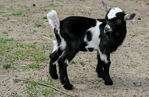 goat-4085685_960_720