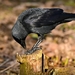 jackdaw-4059830_960_720