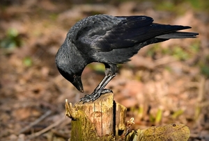 jackdaw-4059830_960_720