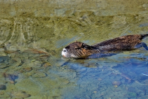 nutria-4060391_960_720