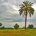 palm-tree-4094233_960_720