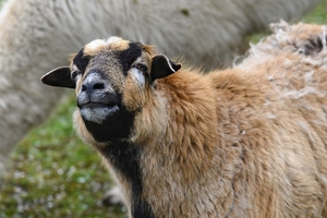 sheep-4089748_960_720