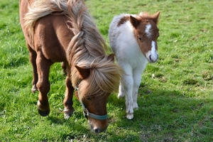 shetland-pony-4084609_960_720