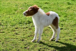 shetland-pony-4085936_960_720