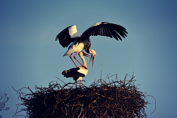 stork-4074549_960_720