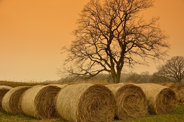 straw-bales-4056562_960_720