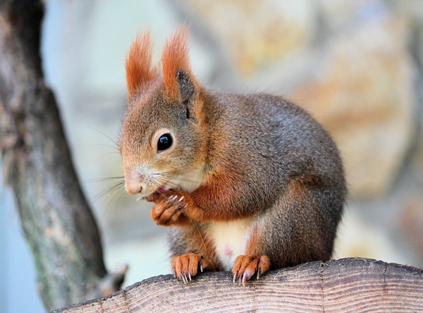 the-squirrel-4079571_960_720