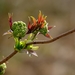 tree-blossoms-4090669_960_720