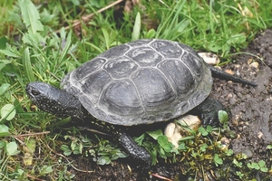 turtle-4083744_960_720