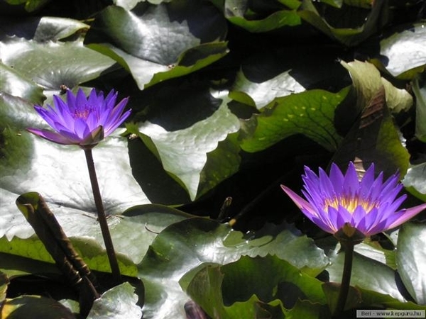 bloem 2 waterlelie (Small)