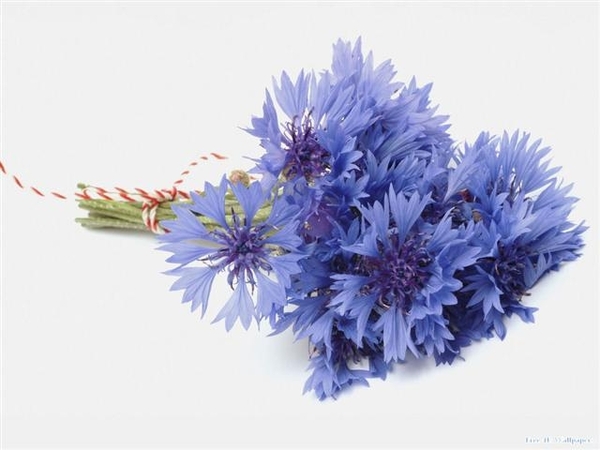 bloemen 127 (Small)