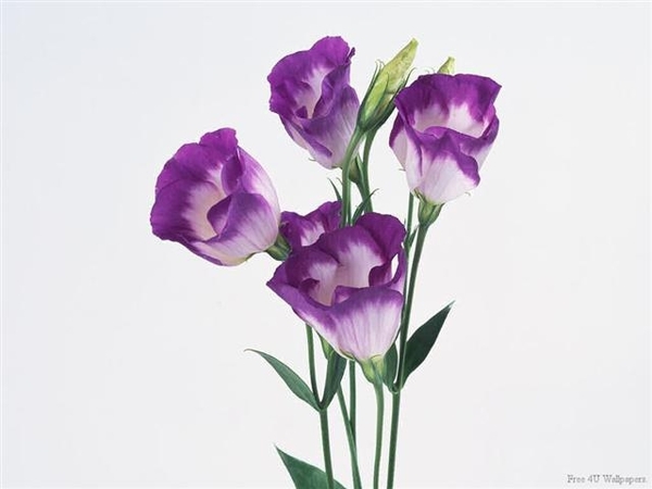 bloemen 147 (Small)