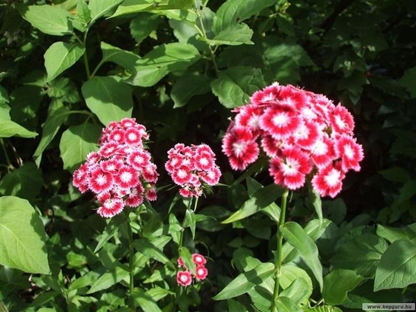 bloemen 336 (Small)