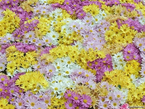 bloemen 396 (Small)