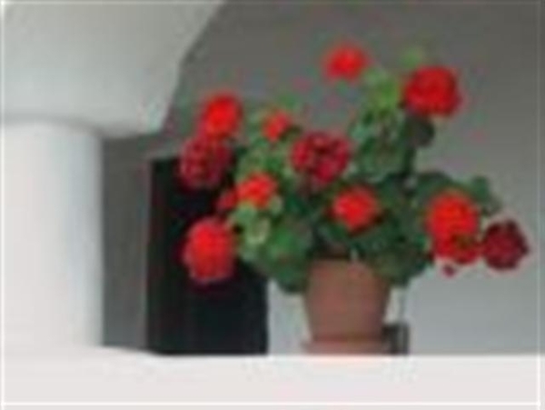 bloemen 454 (Small)