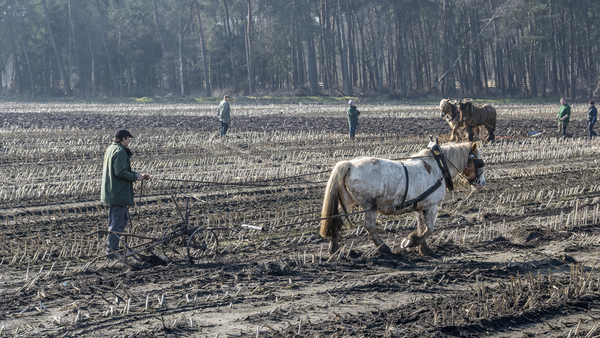 Het aangespannen trekpaard_ML-1721