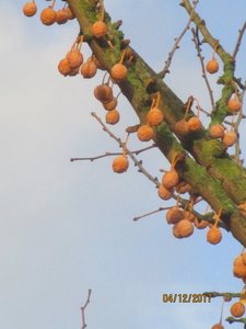 B Gingko biloba (2)