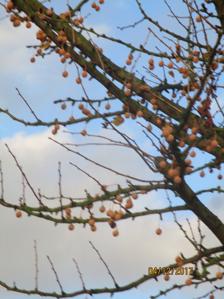 B Gingko biloba