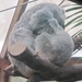 D Koala (2)