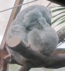 D Koala (2)