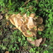 fungi (4)