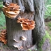 fungi (5)