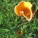 fungi (7)