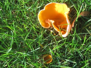 fungi (7)