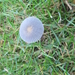 fungi (9)