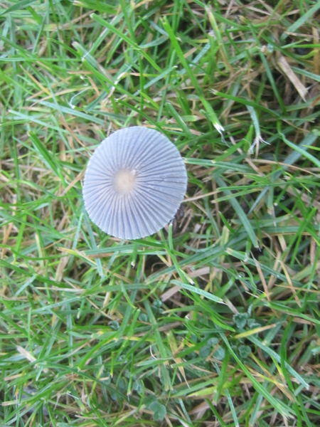 fungi (9)