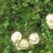 fungi (11)