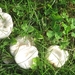 fungi (12)