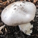 fungi (17)